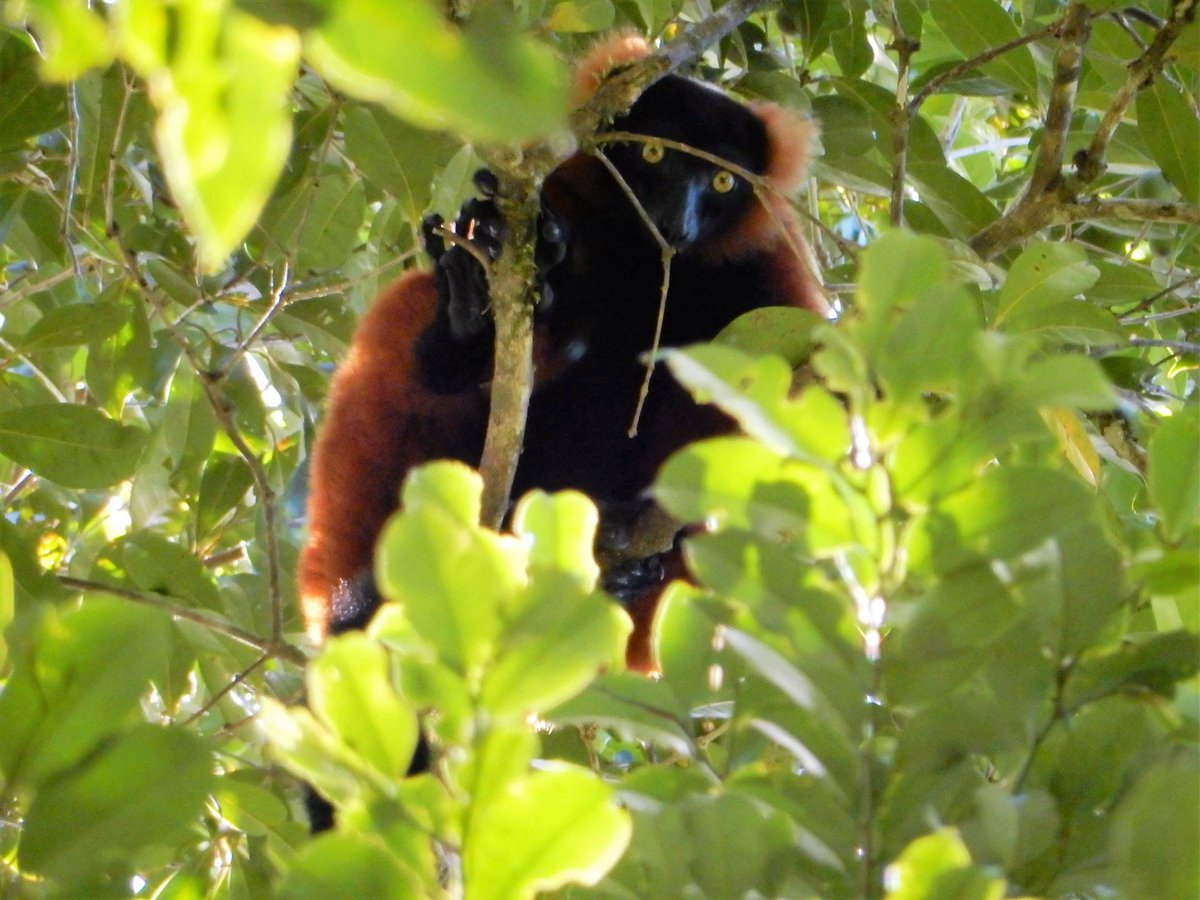 3) We found that PA establishment managed to slow down ongoing losses on globally-demanded ES (i.e. global climate regulation & the existence value endangered lemur species provide), mostly by preventing forest to shifting cultivation conversion.