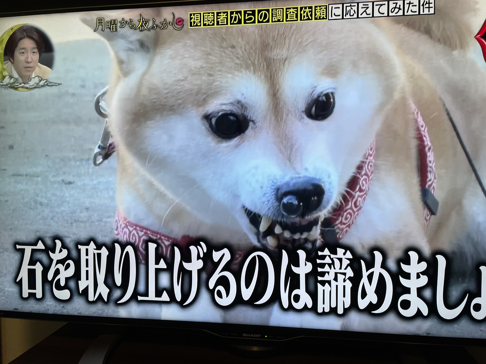تويتر Sherry على تويتر はー 超可愛い 鼻ちょうちん笑笑 T Co Lajhvclfe9