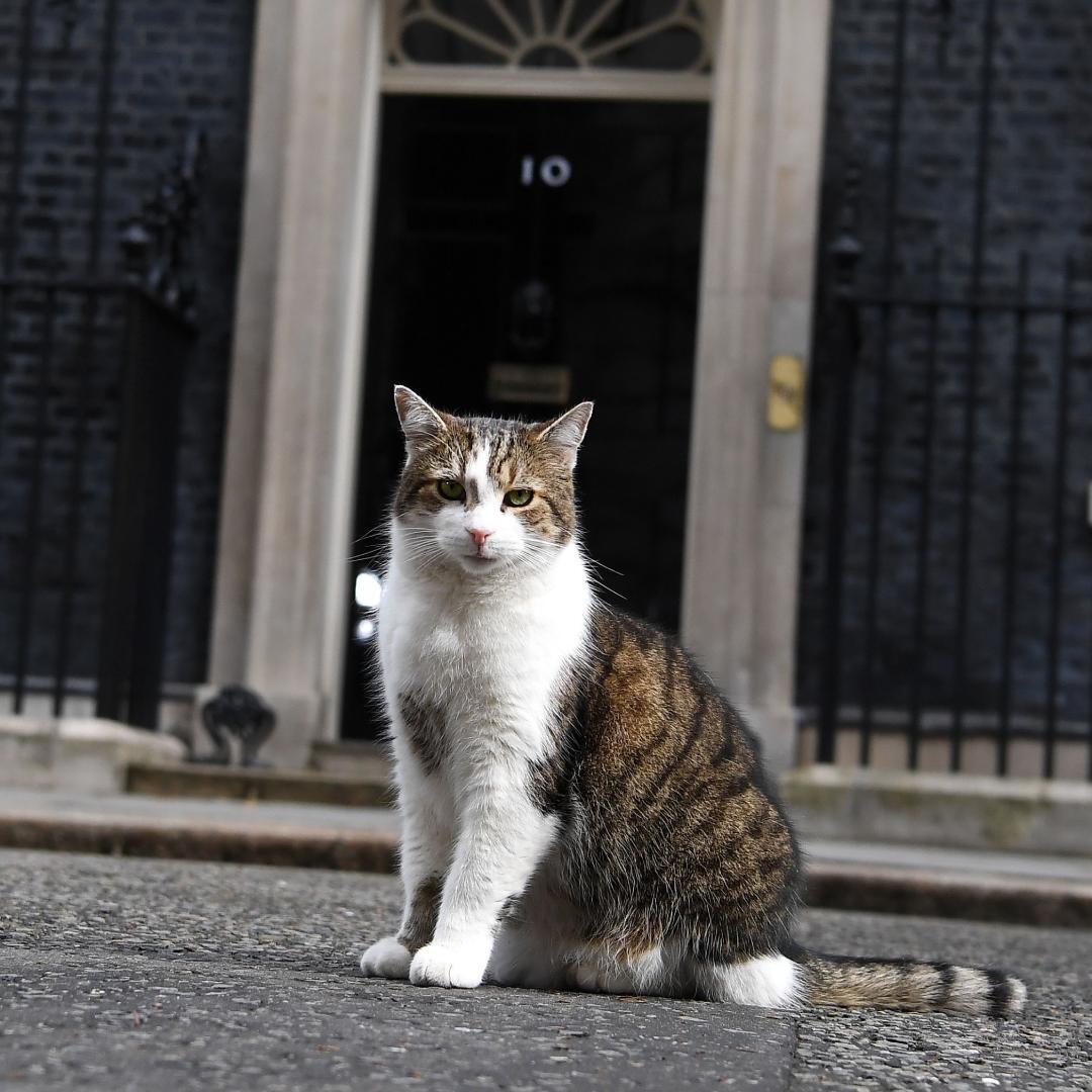 Today marks Larry the Cat's 10-year anniversary as Downing Street's chief mouser. Here, we celebrate Larry’s time in office. Thread 