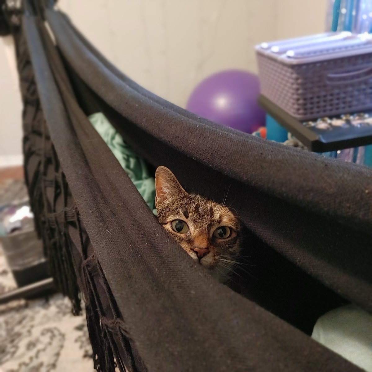 CLeighPhotos's tweet photo. @Stands #FiliKitty baby girl loves hanging out in my bed 😻 https://t.co/JYVE8Ew3NU