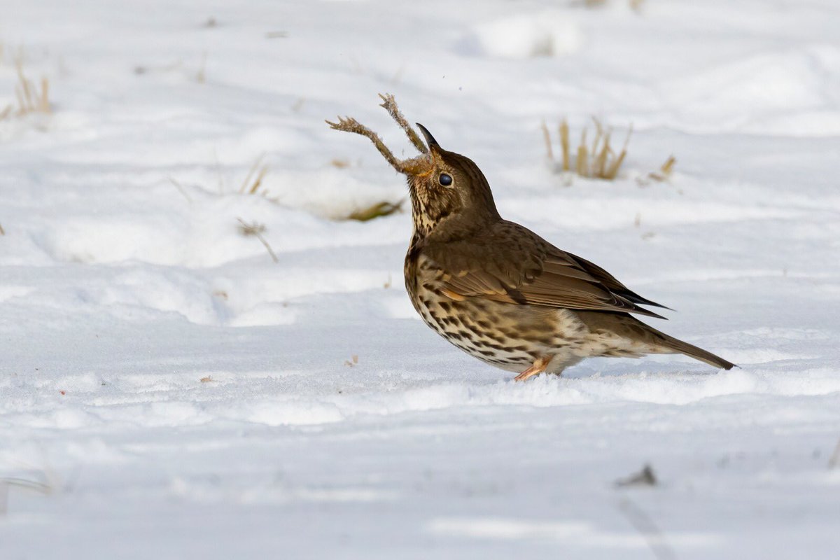 Just got heads up via whatsapp of a stunning set of photo’s made by #jacobgarveling: a Song Thrush in the snow... eating a frog... Never seen this before😳 Lets hope Jacob’s harddisk, that crashed just before uploading these images to agami.nl, can be fixed.. 🙈