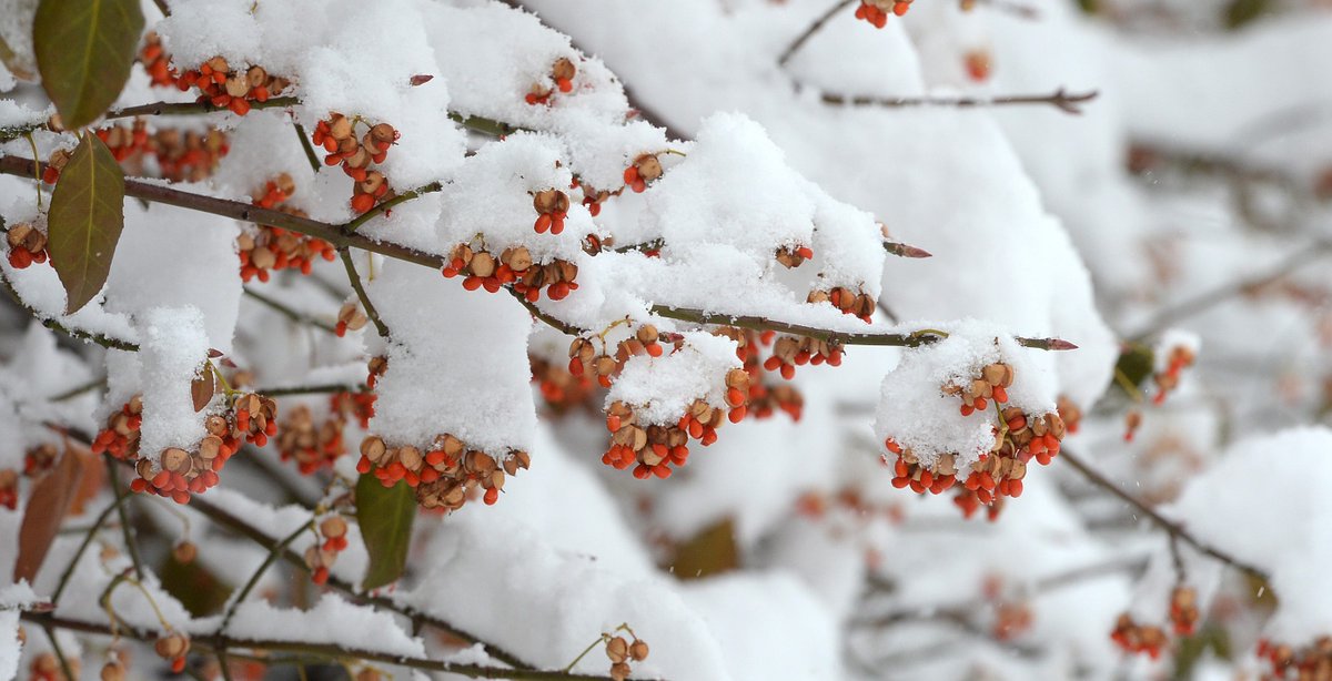 bctimes's tweet image. How's the weather out there? Send us your snow photos by using the hashtag #pasnow and we may include it in one of our photo galleries.