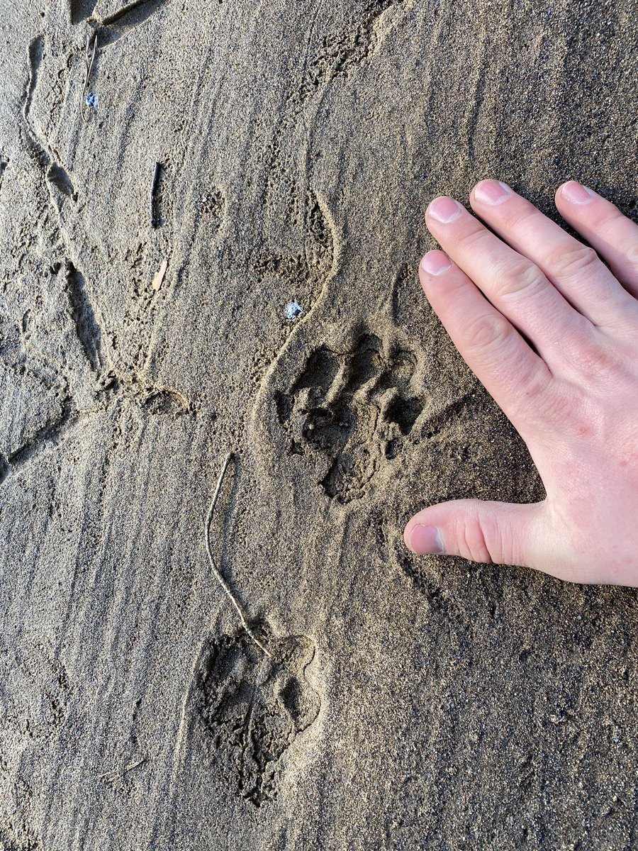 I’d say these are otter prints if anyone with an expert eye can confirm? Found on river edge running through Merthyr Mawr #otter