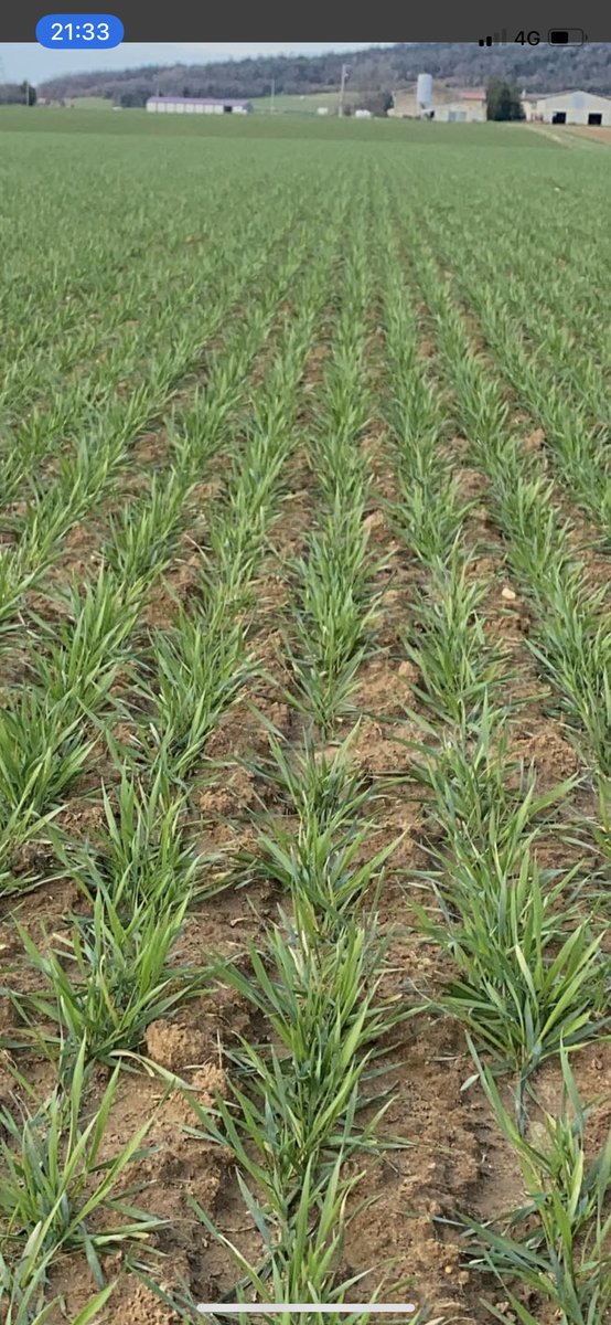 Le #blé #biologique de la #drome