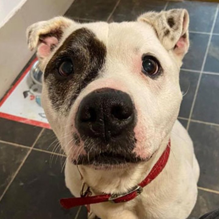 SeniorStaffy's tweet photo. It's #K9Hour and our fab lad Boss is still waiting for his special someone to notice him so please spare him an RT?

You can read all about him at https://t.co/Nf1cUzD2S2 ❤️

#seniorstaffy #TeamZay #Rescue #AdoptDontShop #RescueDogs ❤️ https://t.co/OKdxrnw5Kp