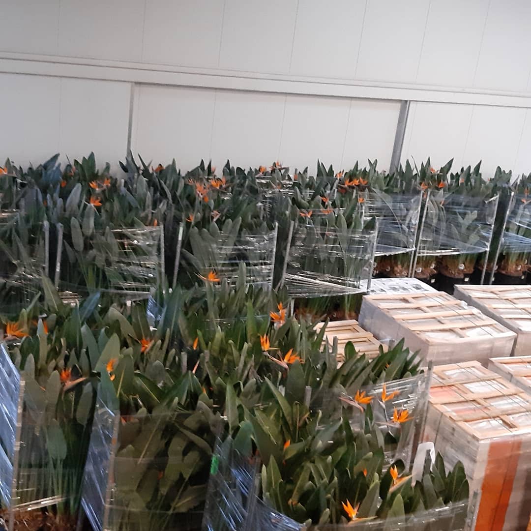 Nu we het winterweer gehad hebben is het de hoogste tijd om weer eens wat kleur en vrolijkheid bij de mensen in huis te brengen.
#strelitzia
<a href="/mvo_strelitzia/">MVO - Strelitzia</a>