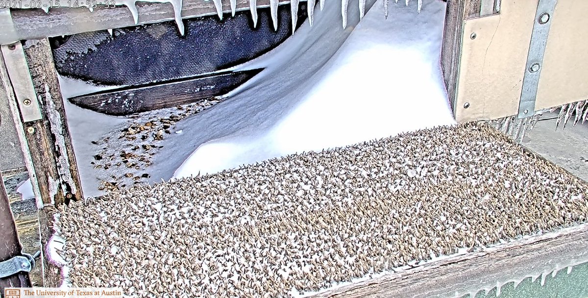 North facing nest box is awesome in the brutal summers of Austin. Not so much with this bizarre winter spell we're getting now. That leftover egg is a buried popsicle!