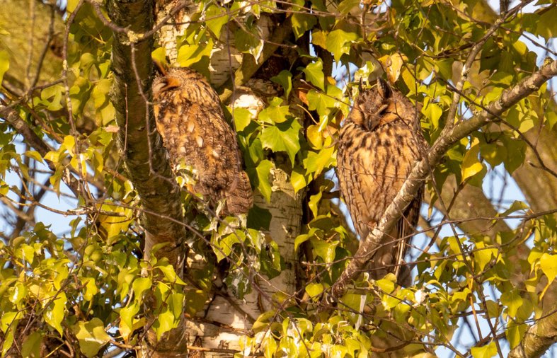 timmourik's tweet photo. 14-02-2021 mooie groep ransuilen op de plaat kunnen zetten #ransuil #rustroest #fotografie #nederland #natuur #natuurfotografie https://t.co/4Szbi113rB