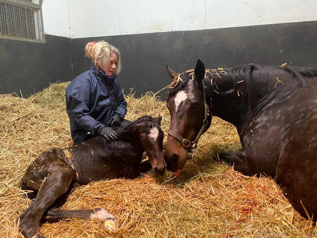 Intricately &amp; her Kingman colt, born today, another big, strong boy. The third of three outstanding foals from a gorgeous mare