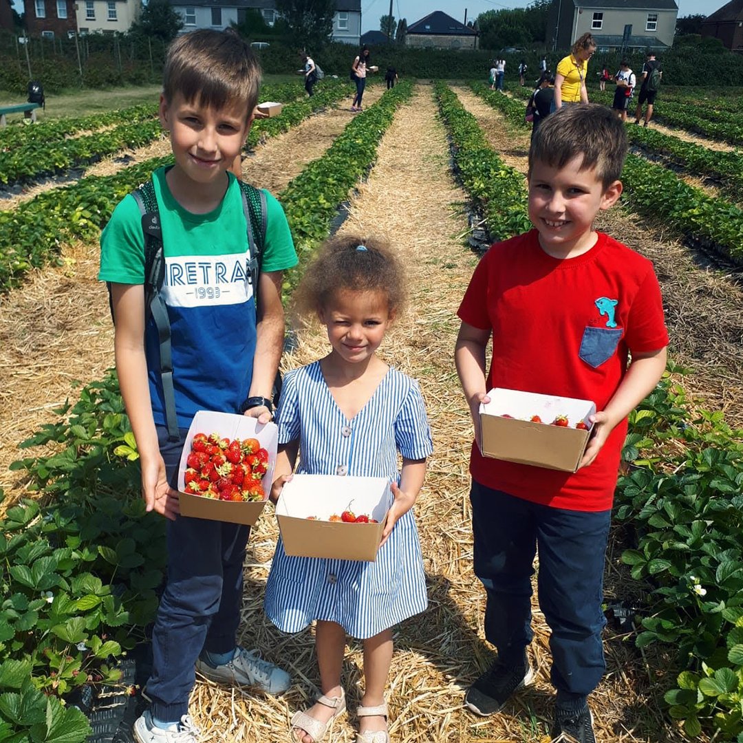 LanguageUK's tweet image. The best strawberries are the ones you pick yourself! ? #activity #summeractivities