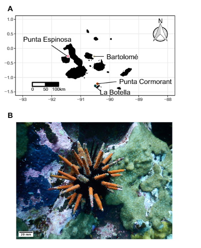 "Local conditions influence thermal sensitivity of pencil urchin populations (Eucidaris galapagensis) in the Galápagos Archipelago" 

Excited to share new paper lead by amazing student, I. Silva Romero, w <a href="/JohnFBruno/">John Bruno</a> and <a href="/maggybrandt/">Margarita Brandt</a>. 
rdcu.be/cfd2H