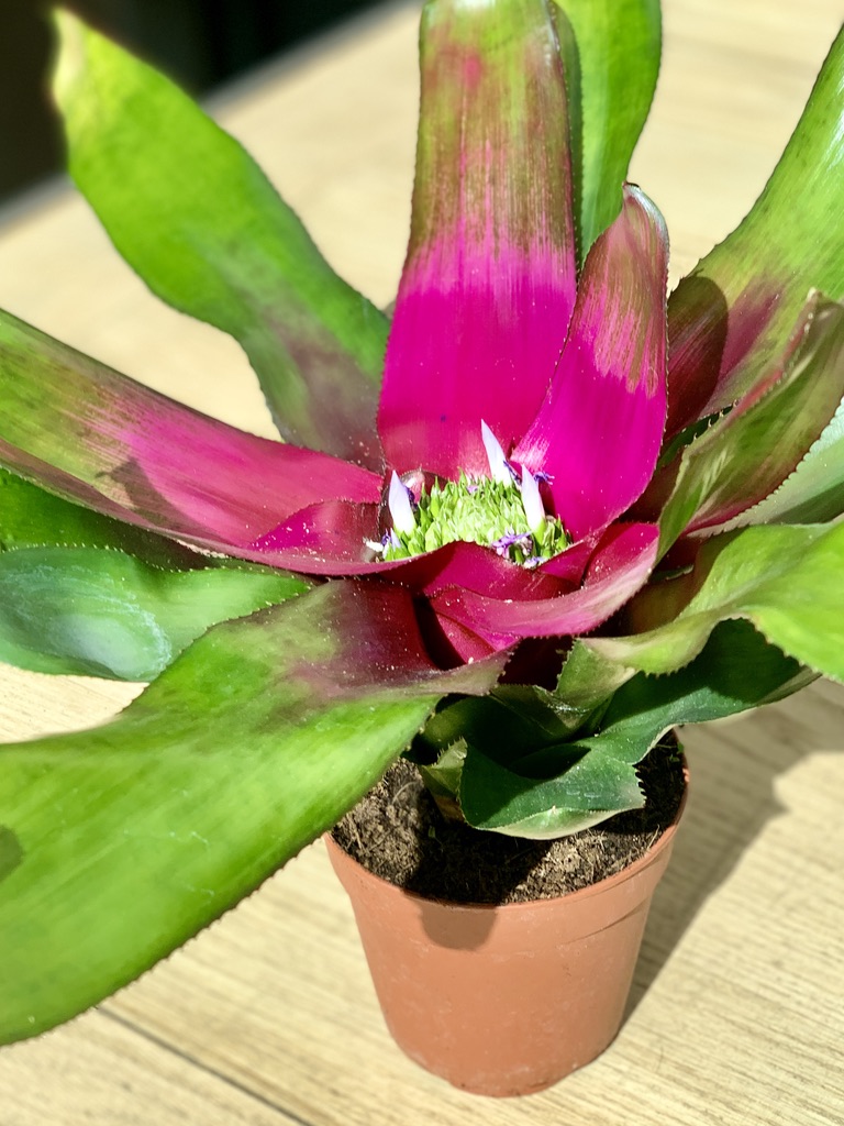 Unsure how to look after house #plants? Plants <a href="/LarketP/">Larket Place</a> delivered with #care card with #advice. Web site full of #resources to #help #affordable prices #plants to suit everyone