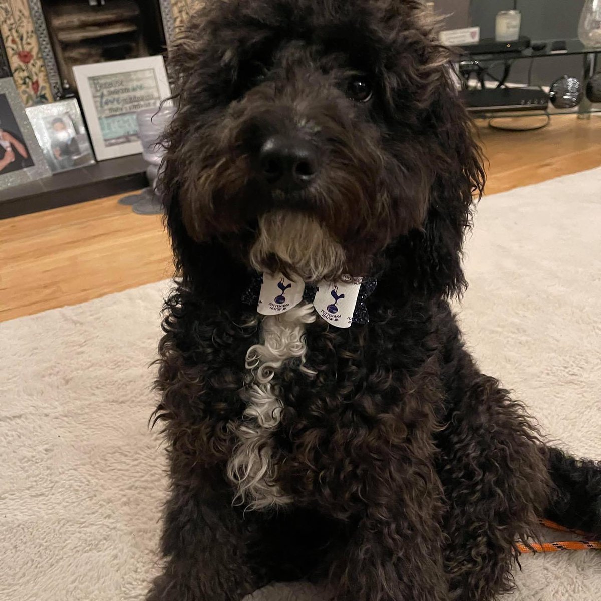 LCbowtique's tweet photo. Doggy bow ties available priced from £3.75  can do any football club, please share with any dog/football lovers and direct message me to order. These bow ties are fitted with an elastic loop on the back to put onto your dogs own collar. https://t.co/6wIbm9WhQI