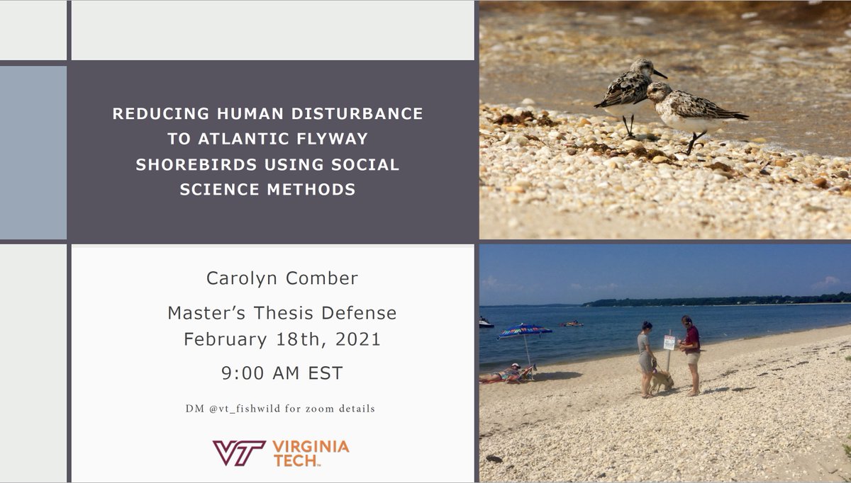 Please join Carolyn Comber this Thursday (2/18/21) at 9 am via zoom for her Master's Defense Seminar entitled: 

“REDUCING HUMAN DISTURBANCE TO ATLANTIC FLYWAY SHOREBIRDS USING SOCIAL SCIENCE METHODS”

DM us for zoom details!