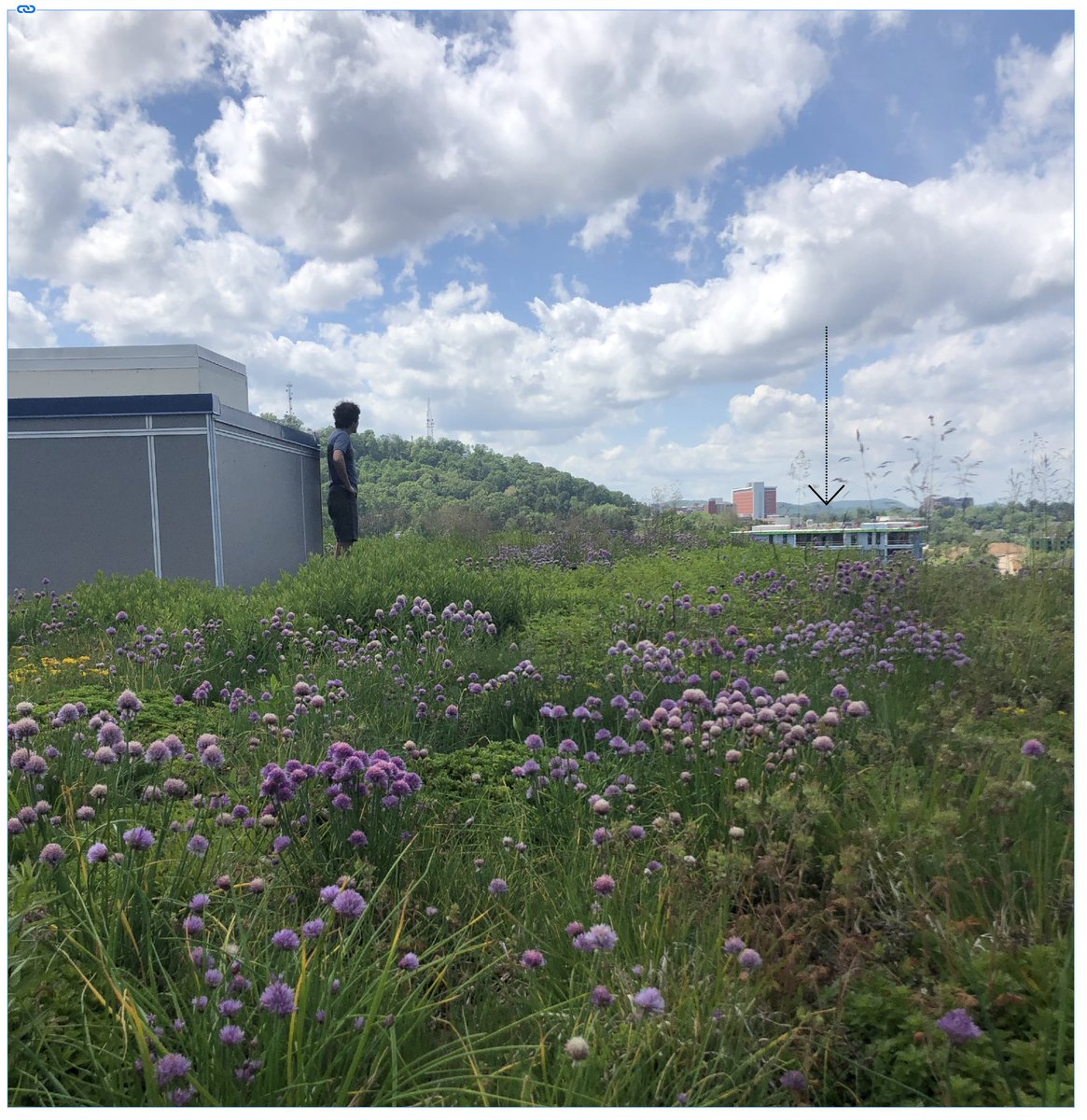 The captain of our ship standing in a patch of Pycnanthemum, taking in the view and looking out towards the next project. May 2020. 

#techoverde #greenroof #livingroof #livingroofsinc #roofgarden #designforpollinators #stormwatermanagement #greeninfrastructure #greenroofer