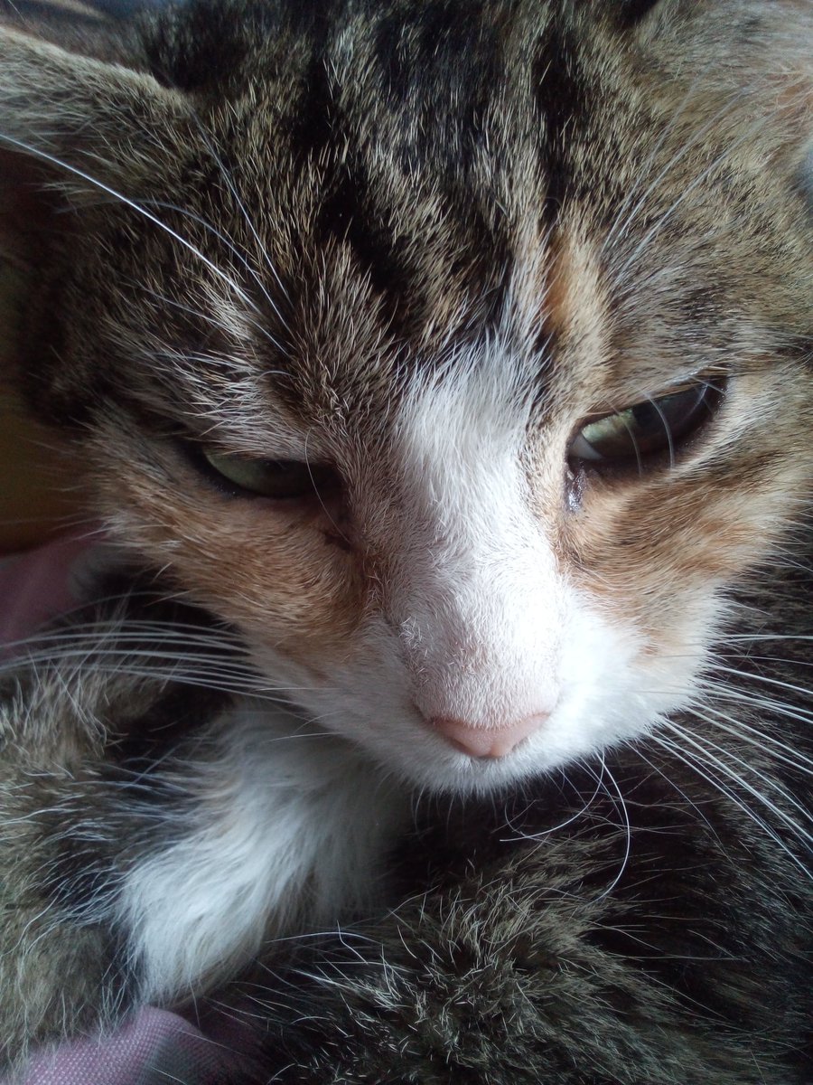 Lupoxvector1's tweet photo. Lola
#cute #CuteCat #kitty #adorable #sweet #GoodVibes #petcat #cat #sleepy #cutie #animals #PetsAreTheBest #CatsOnTwitter #photography #katze #süß #müde #niedlich #kätzchen #haustier #fluffy #fluff #closeup https://t.co/bZScFBghUX