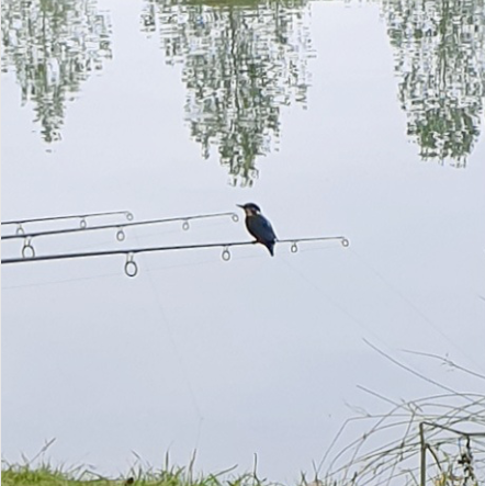 carperslog's tweet photo. Mr King.
.
.
.
.
🏷  #carp #carperslog #wolf #catchreport #carpfishing
#Manilla #StickyBaits #scopexsquid #carpangling #carpangler #fishing #wolfpack #angling #angler #bigcarp #carpy #nashbaits #carplife #lovefishing #carphunter #photography https://t.co/PZs0JJscqK