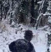 @CPAKO999 何かいそうな森 