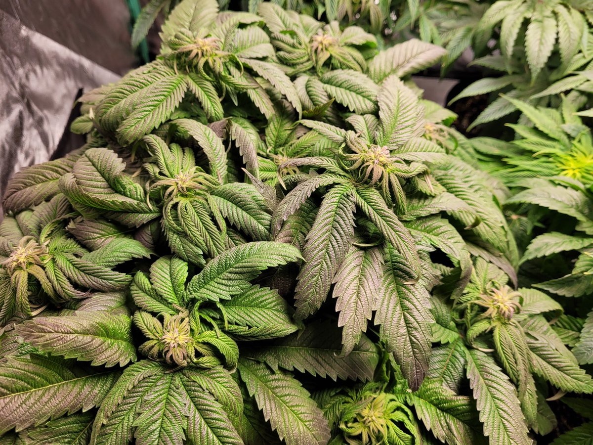 Stalkerx15's tweet photo. After 5 weeks of flower . Temps been 6c at night 12c with lights on.  Rh 45% . I'm surprised they look as good as they do . 12/12 . Maybe I should do 11/13 ? #WeedLovers #weedstagram #StonerFam #CannabisCommunity #cannabisCanada https://t.co/NKKNsFrz7V