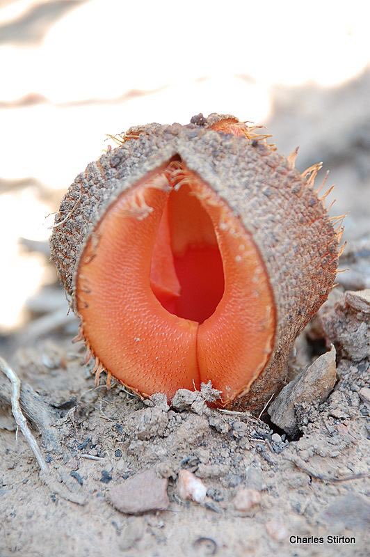 Hydnora Africana, a flower that can be found in South Africa and Botswana