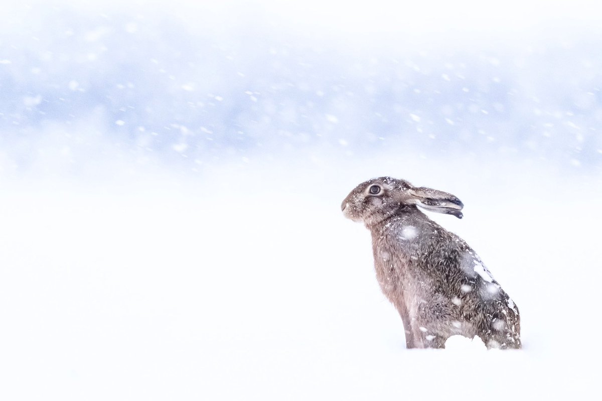 Haucksie's tweet photo. A Brown Hare withstanding a very unexpected snowstorm!! 📷

#earthcapture #lovenature #lovewildlife #winterwatch #BBCWildlifePOTD @BBCEarth @BBCSpringwatch @WildlifeTrusts @wildlifebcn @Natures_Voice @NaturalEngland @metoffice @bbcweather 

https://t.co/K1llZx2bLg https://t.co/1sjhuHl8OY