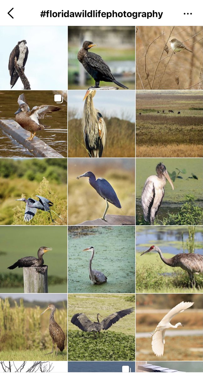 Prathimatv's tweet photo. Sweet surprise! All my bird pictures are featured online. https://t.co/YwM2J5u5Li