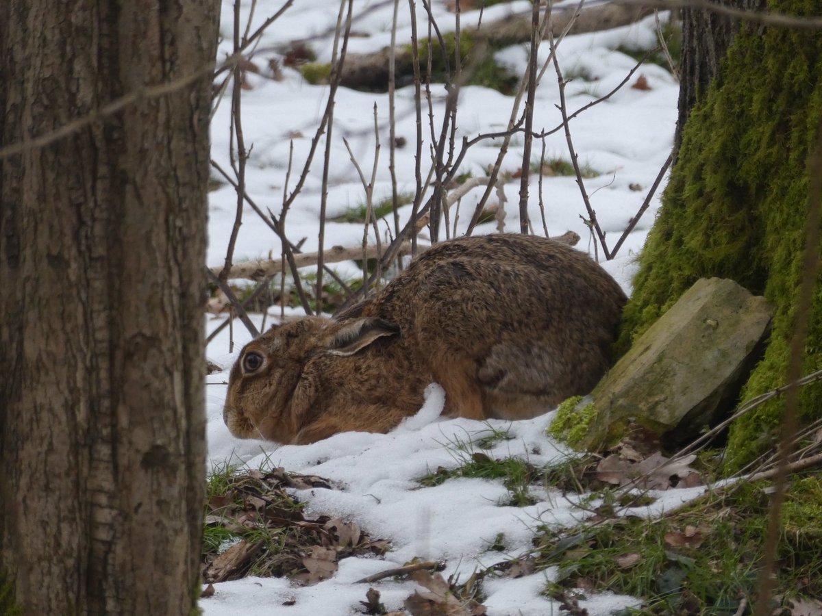 PaulHeather9's tweet photo. Brown Hare. #suffolkwildlife #hare #nature #NaturePhotography https://t.co/34iNE6zhIE