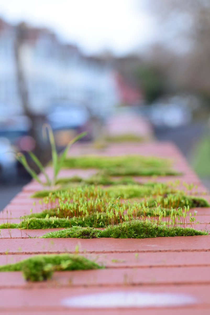 LeifBersweden's tweet photo. Okay, for week 2 of #couchto10mosses we have the wacky-looking capillary thread-moss (Bryum capillare) 🙌 This one’s *awesome* &amp; really easy to spot on walls at the moment because it looks like it’s sprouting little red &amp; green snowdrops!

A few little ID tips below ⤵️

(1/4) https://t.co/ITGZ7T1ea2