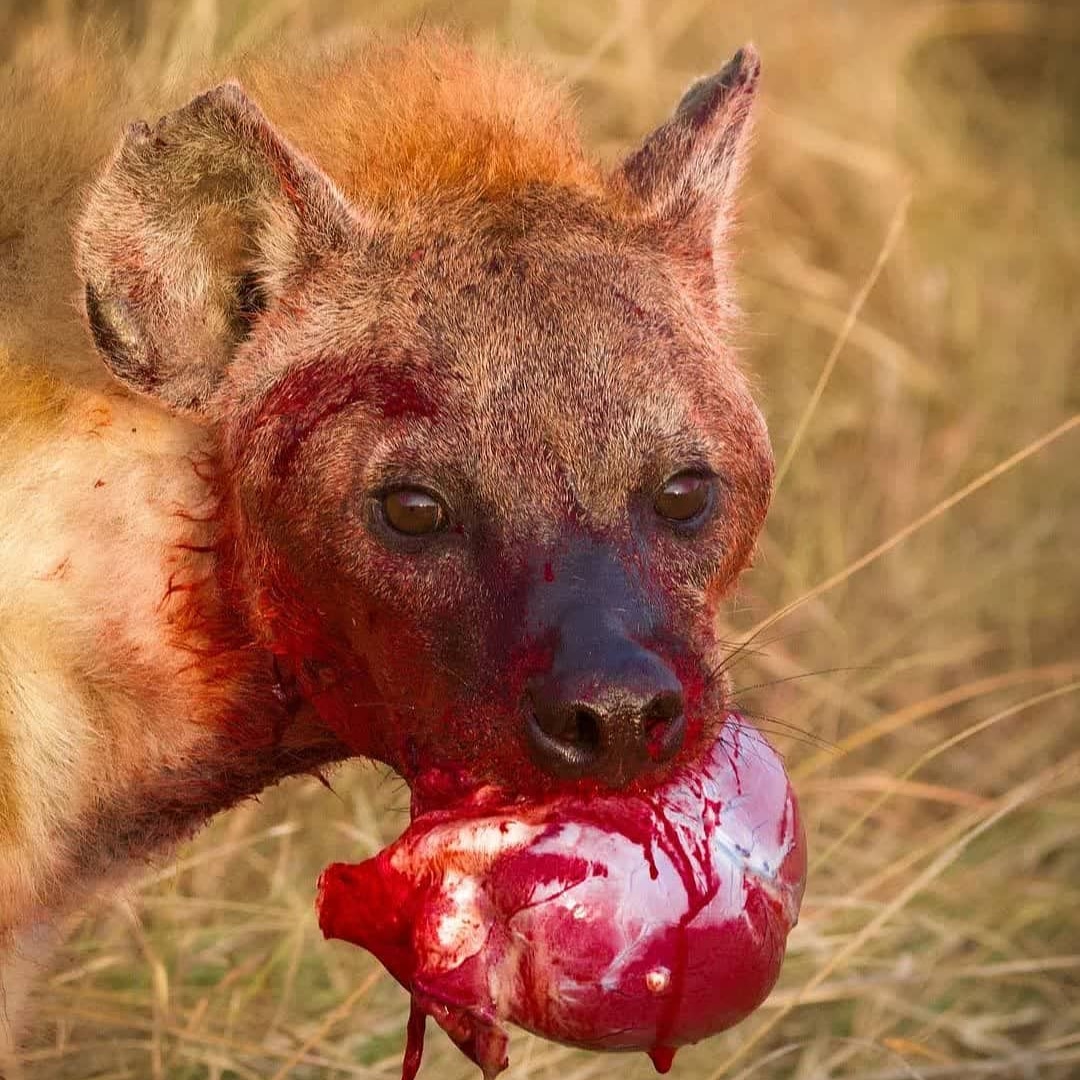 SerenaSouthpaw's tweet photo. My favorite holiday; the day after Valentine's day. Savageness doesn't take a day off 😈 #mma #mondaymotivation #southpawoutlaw #reenzilla #eatyourheartout #singlesavage https://t.co/rvjpLptYxs