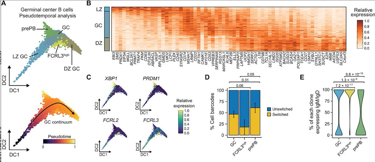 McHeyzer-Williams tweet media