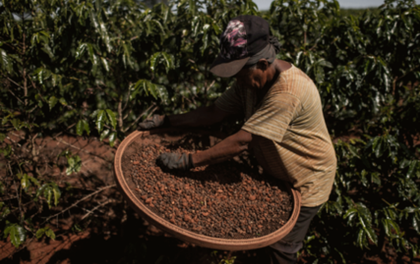 SpecialtyBarist's tweet photo. RT pdgespanol "La británica @sheltonscoffee abrió planta en Bogotá, #Colombia para iniciar su plan de expansión. https://t.co/N8vM7AltGF vía @Agronegocios_co https://t.co/GMUrwNEzO0"