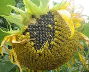 CropLifeKenya's tweet photo. African boll worm eats up the green leaves and seed of sunflower and can cause total crop loss. Bollworm can be controlled through applying PCPB recommended insecticide.
https://t.co/G88leZTSxz
#DoubleYields #EveryCropCounts #GetInputInformed https://t.co/nxv4tT3yhH