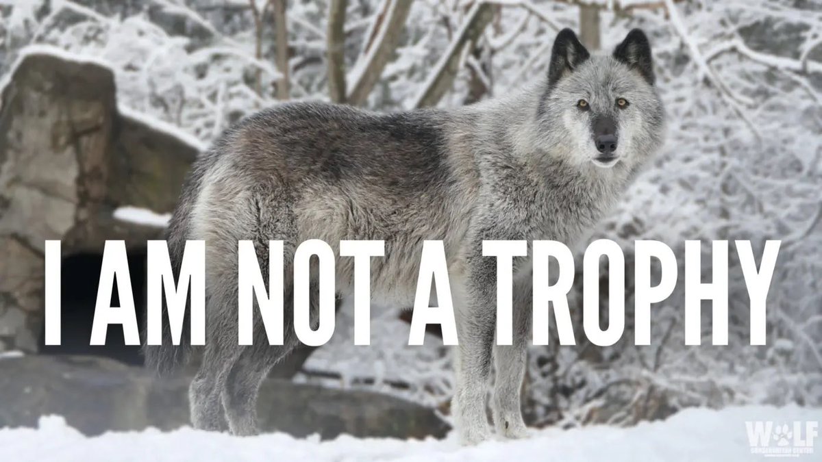 nywolforg's tweet image. BREAKING-- Wisconsin approves the killing of 200 wolves in 7 days.

The price for killing a wolf? Just $45.

Wisconsin's actions offers tragic glimpse of a future without federal wolf protections – state-sanctioned trophy hunts and managing wolves for the bare minimum.