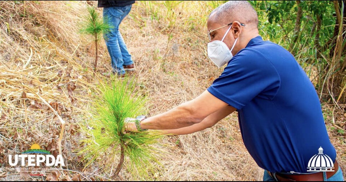 utepdard's tweet photo. Nuestro director en su preocupación de dar seguimiento a los pinos, que fueron plantados al inicio de su gestión, le solicitó al encargado ir a ver como va el crecimiento del componente forestal.
#utepdard🇩🇴🌲🌳 https://t.co/38kGoYR1Xx