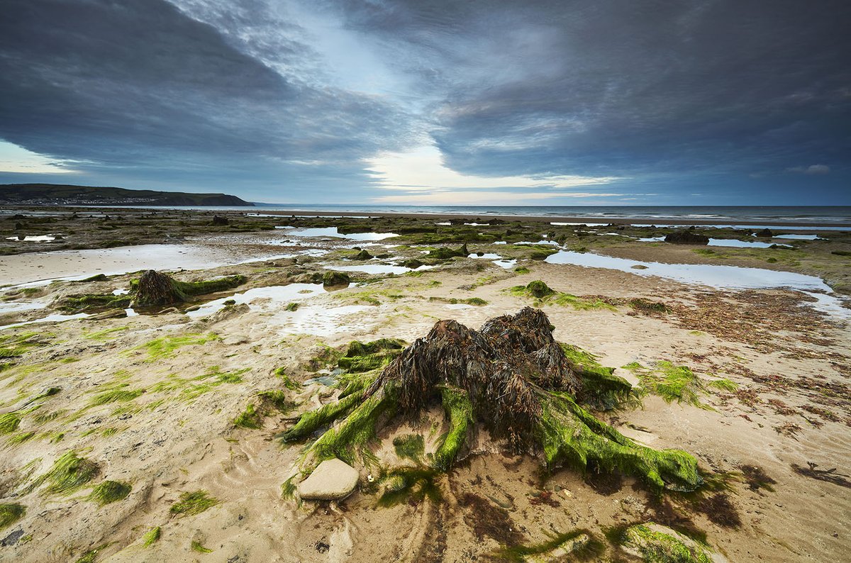 LEEFilters's tweet photo. Part of a @natgeotravel story on ‘Legends of the #Celtic Coast’
@richardjamestaylor - #PetrifiedForest
📍 #YnyslasBeach #Borth #Ceredigion
📷 @canonuk #5DS
⭕ 17mm – 17-40mm F4
⚙️ f13 ISO 100, 1 sec
⬛ @LEEFilters 0.9 #3stop #ND #SoftGrad
⚫ #Polariser
🔗 https://t.co/W9mewBrUJ2 https://t.co/ypXAu9B8cV