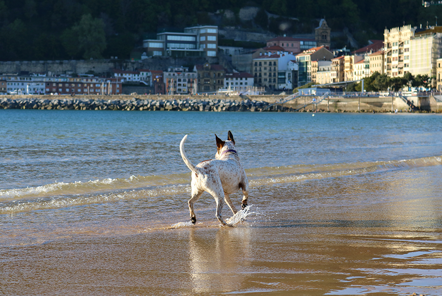 turismocan's tweet photo. 5 planes para hacer en San Sebastián - Donostia con #perro 🐶
👉https://t.co/JK7A7P9B0f
#turismocanino #viajarconperro #euskadiconperro https://t.co/ZtvipFqQFo