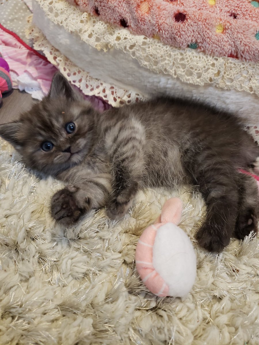 veryclassyjenn's tweet photo. Oh look! It's some stunning BEAUTIFUL BABIES! #veryclassypets #scottishfold #scottishfoldlovers #catsoftwitter #crazycatlady #comfortcompanion #fancyfelines #luxurykittens https://t.co/IDeohYSuCf https://t.co/FyVqsbQUKR