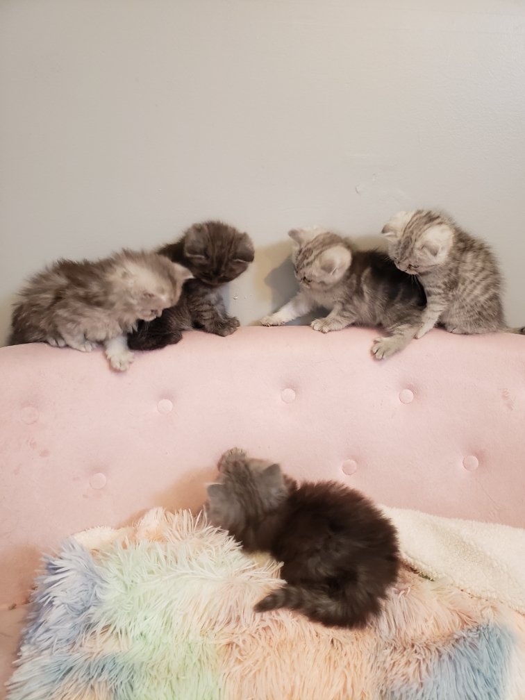 veryclassyjenn's tweet photo. Oh look! It's some stunning BEAUTIFUL BABIES! #veryclassypets #scottishfold #scottishfoldlovers #catsoftwitter #crazycatlady #comfortcompanion #fancyfelines #luxurykittens https://t.co/IDeohYSuCf https://t.co/FyVqsbQUKR