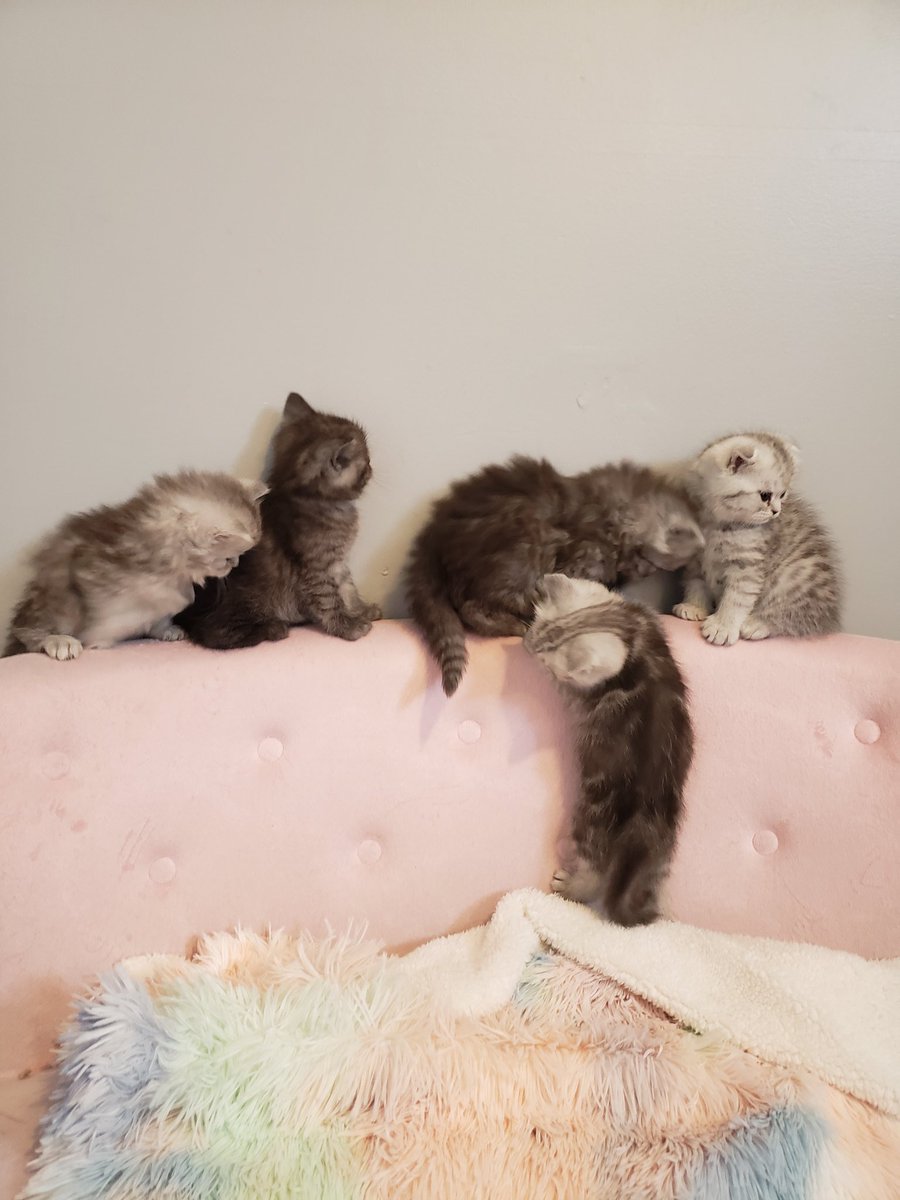 veryclassyjenn's tweet photo. Oh look! It's some stunning BEAUTIFUL BABIES! #veryclassypets #scottishfold #scottishfoldlovers #catsoftwitter #crazycatlady #comfortcompanion #fancyfelines #luxurykittens https://t.co/IDeohYSuCf https://t.co/FyVqsbQUKR
