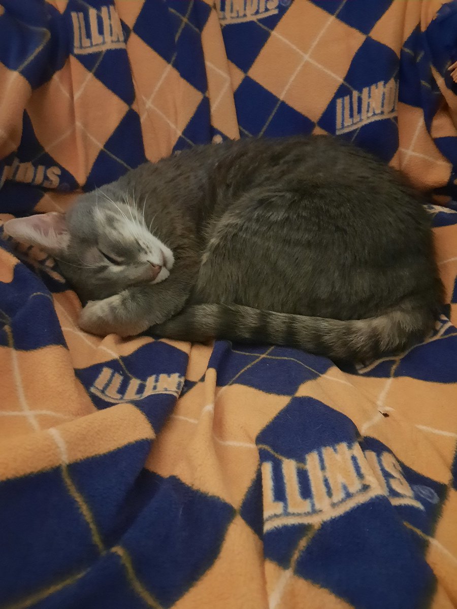 OneEaredCat's tweet image. Vince knows that quarantine can make the days pretty monotonous 

His pro tip is to find small ways to change it up!

Yesterday he napped on the couch,  today he vacationed on the chair

The little guy really has it all figured out
#CatsOfTwitter #cats