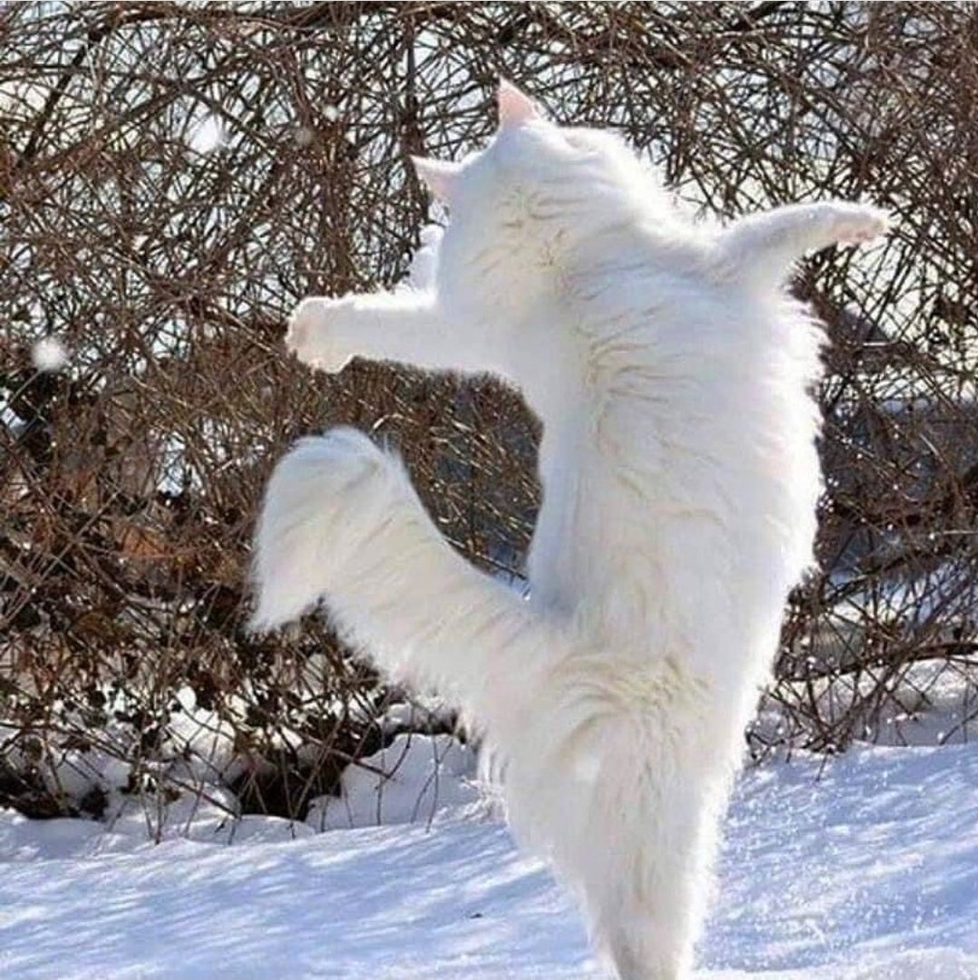 Белая кошка на снегу