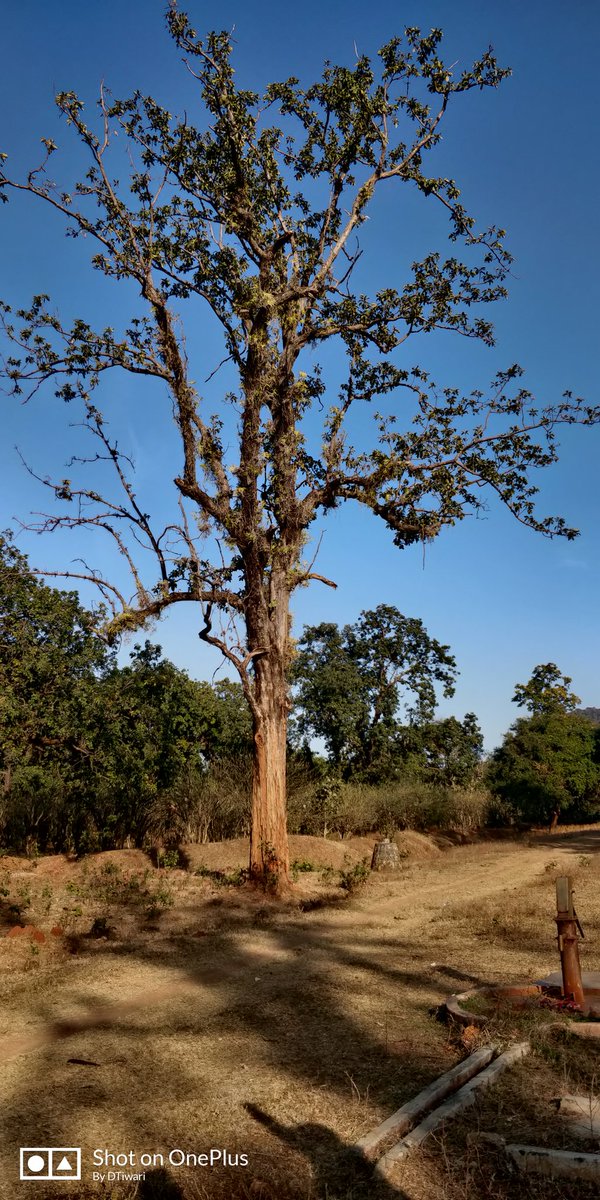 7DTiwari's tweet photo. Random#Nature Photography #001# https://t.co/e84p3jI3TN