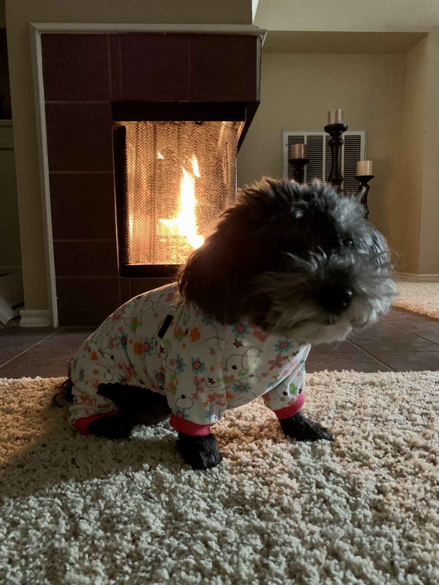 szrog's tweet photo. This is what happens when it snows in Texas &amp; u lose power....Belle loses her dignity. She is not happy, but she looks so cute! #GottaStayWarm #MakeItFashion #FireplaceHasPurpose https://t.co/bQ0vdnM6c4