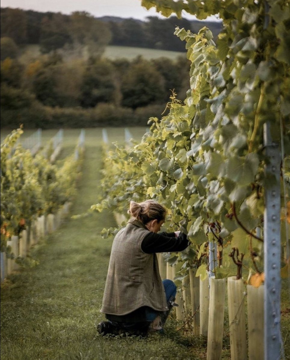 Wines of Great Britain (@wine_gb) on Twitter photo We're hosting a virtual #Pruning Q&A, Thurs 18/2 at 5pm! ā ā An opportunity for both vineyard owners and for those thinking of setting up vineyards to ask a panel of experts in this live Q&A session.
<a href="/spskelton/">Stephen Skelton</a> <a href="/PlumptonWine/">PlumptonWine</a>
#vineworksuk
ā ā
More on bit.ly/3deChcy We're hosting a virtual #Pruning Q&A, Thurs 18/2 at 5pm! ā ā An opportunity for both vineyard owners and for those thinking of setting up vineyards to ask a panel of experts in this live Q&A session.
<a href="/spskelton/">Stephen Skelton</a> <a href="/PlumptonWine/">PlumptonWine</a>
#vineworksuk
ā ā
More on bit.ly/3deChcy