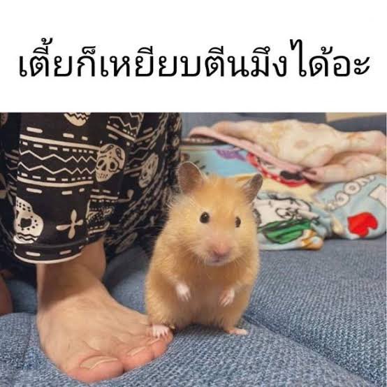 𝕮efarin tweet media