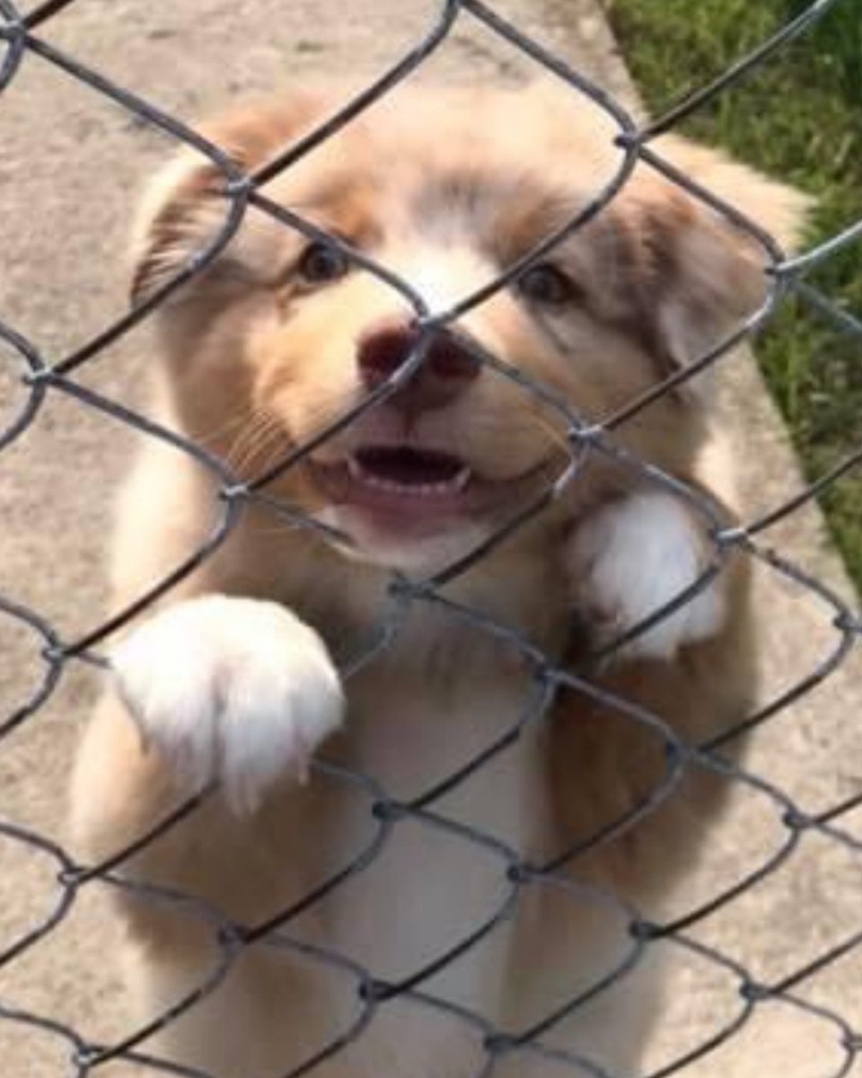 Aussies Doing Things tweet media