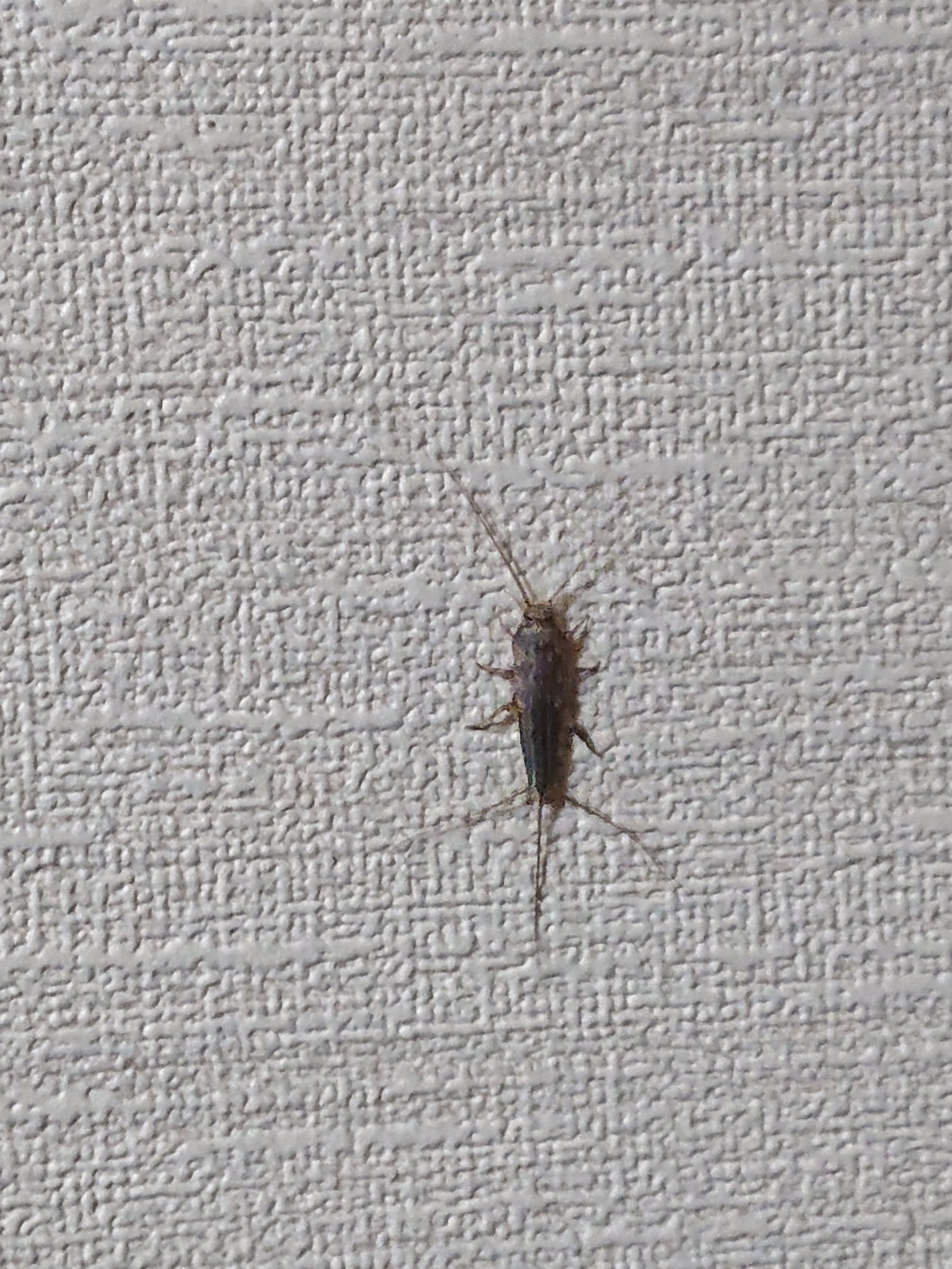Twitter 上的 C Leonica 虫注意 紙魚 シミ 英名 Silverfish うちで目撃したのは初めてだけど 大きさが15mmほどもある最大級だったので一瞬ゴキブリかと思った T Co W1wwfnl1nd Twitter