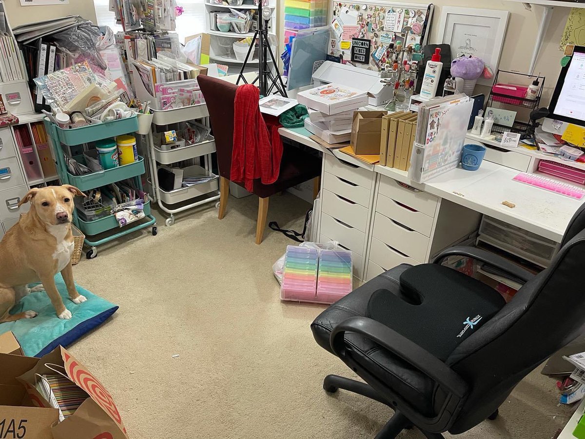 SnugglePupTuck's tweet photo. What does good training do? It creates a dog who is well mannered &amp; makes smart choices. I left to do laundry and left a dog biscuit on my desk. This is what I came back to. @DogsbyAndy trained him about 3 1/2 years ago. That investment is still paying dividends years later. 💜🐾 https://t.co/FRv0fWSvCe