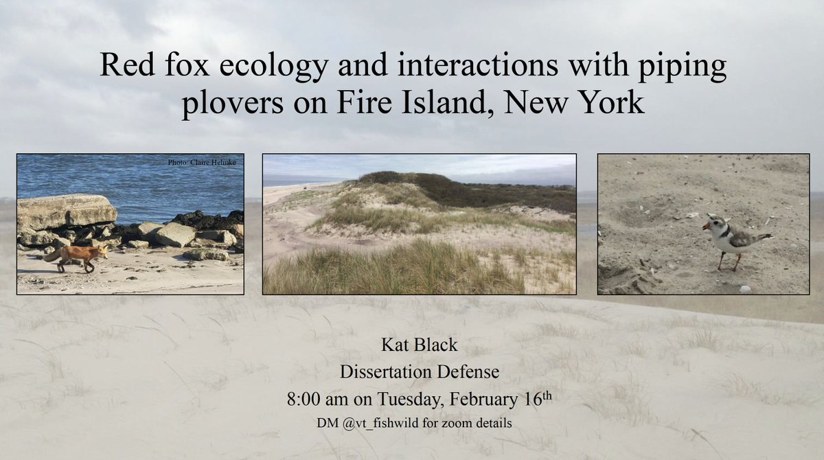 Please join Kat Black this Tuesday (2/16/21) at 8 am for her Dissertation Defense Seminar entitled: 

“Red fox ecology and interactions with piping plovers on Fire Island, New York”

DM us for zoom details!