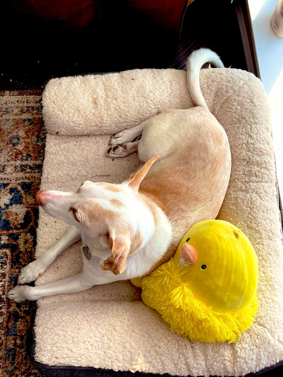 nejsnave's tweet photo. Buddy is extremely, extremely ready for Easter, but i am not sure the chick is going to make it ... beak is not looking great. #destructodog https://t.co/HuMXvzxa5u